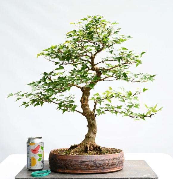 Trident Maple Bonsai 8250