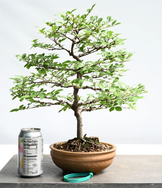 Chinese Elm Bonsai 7060