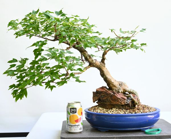 Trident Maple Root Over Rock Bonsai 7070