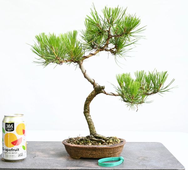 Black Pine Bonsai 7012