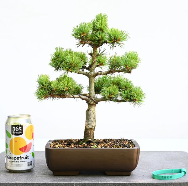 Japanese White Pine Bonsai Var Catherine Elizabeth 8288