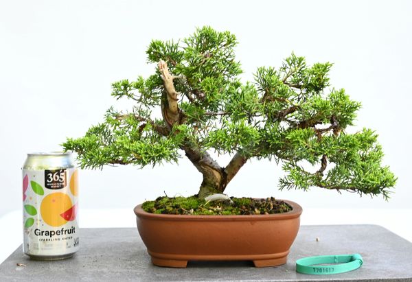 Itoigawa Shimpaku Juniper Bonsai 1617