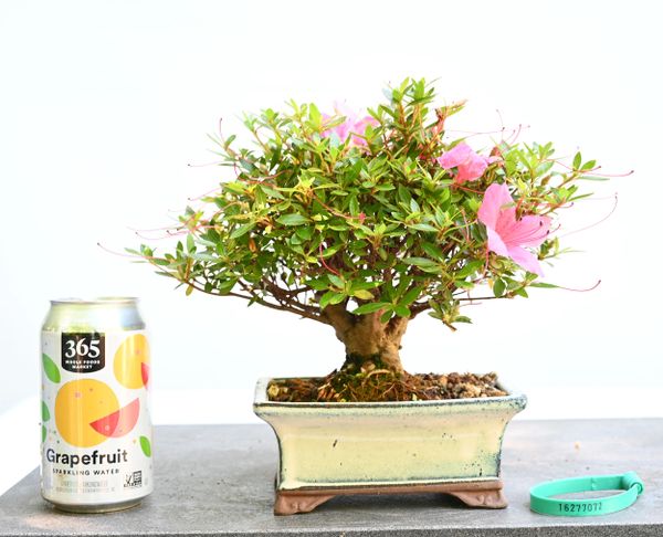 Satsuki Azalea var. chinzan Bonsai 7072