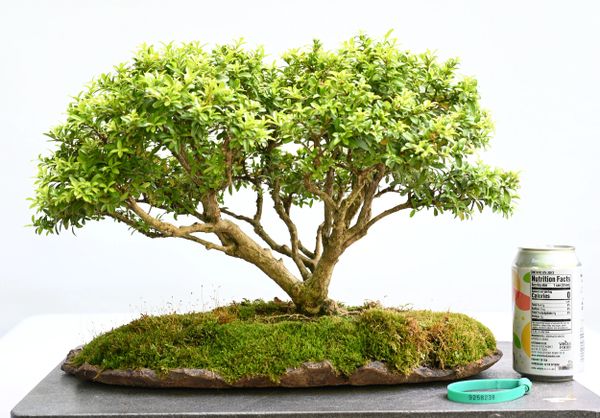 Korean Boxwood Bonsai 8238