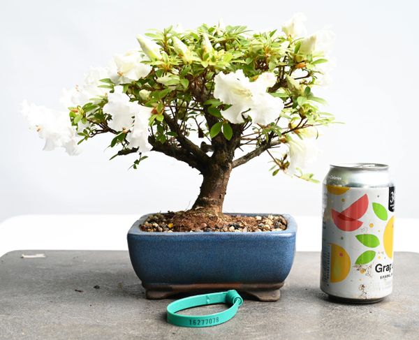 Satsuki Azalea var. Gumpo Bonsai 7078