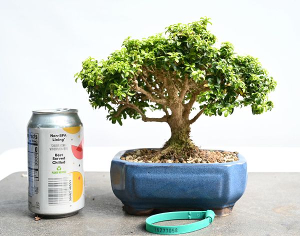 Kingsville Boxwood Bonsai 7058