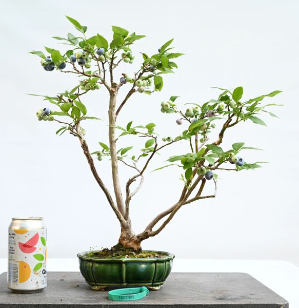 Blueberry Bonsai 7093