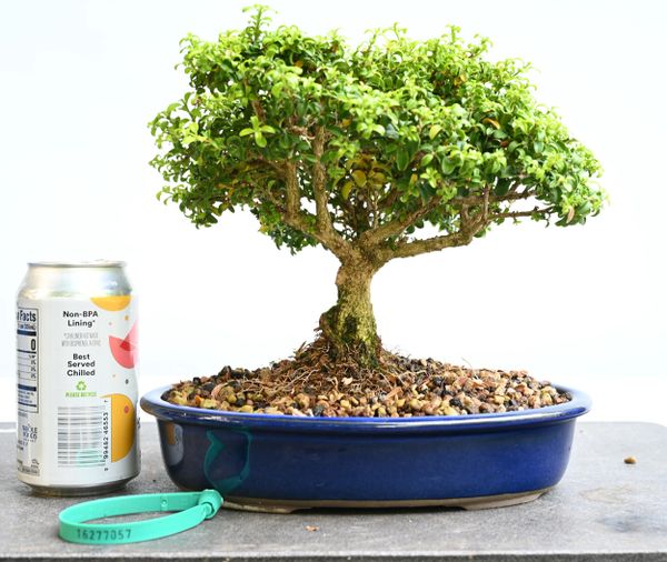 Kingsville Boxwood Bonsai 7057