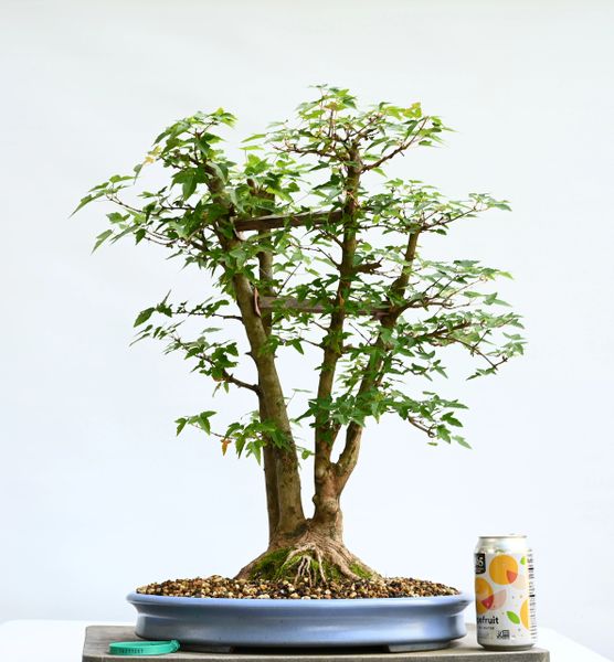 Trident Maple Bonsai 7097