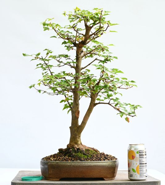 Trident Maple Bonsai 7318