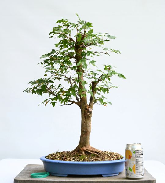 Trident Maple Bonsai 7322