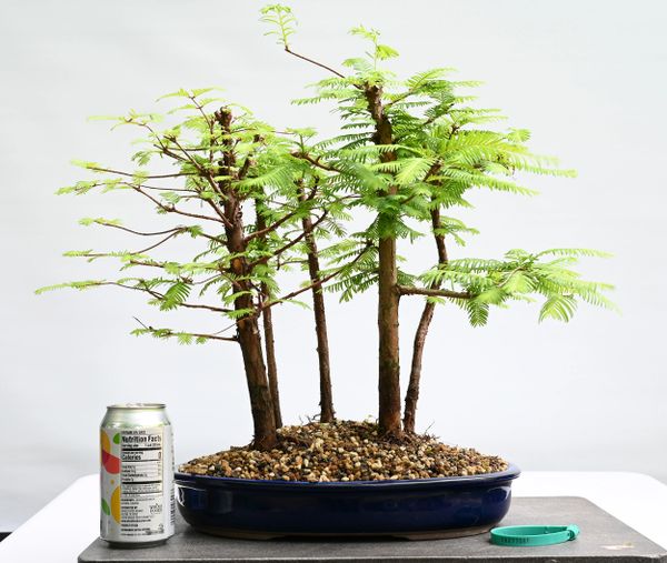 Dawn Redwood 5 Tree Forest Bonsai 7003