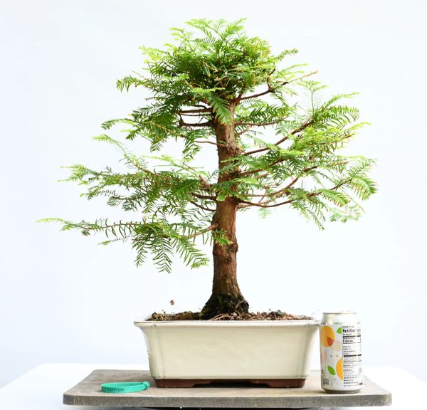 Dawn Redwood Bonsai 7095