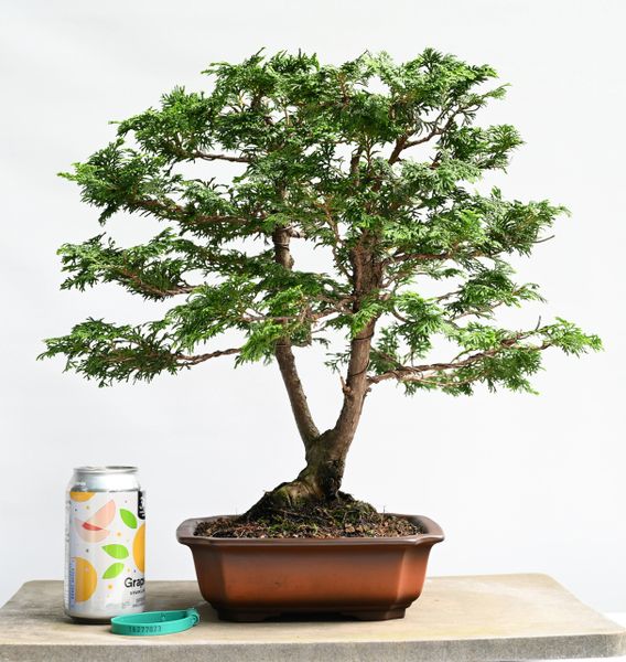 Hinoki Cypress Bonsai 7023