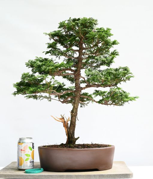 Hinoki Cypress Bonsai 7022