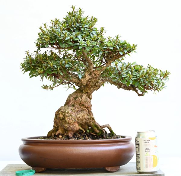 Satsuki Azalea Bonsai Var. Shinniko Japanese Import 7351