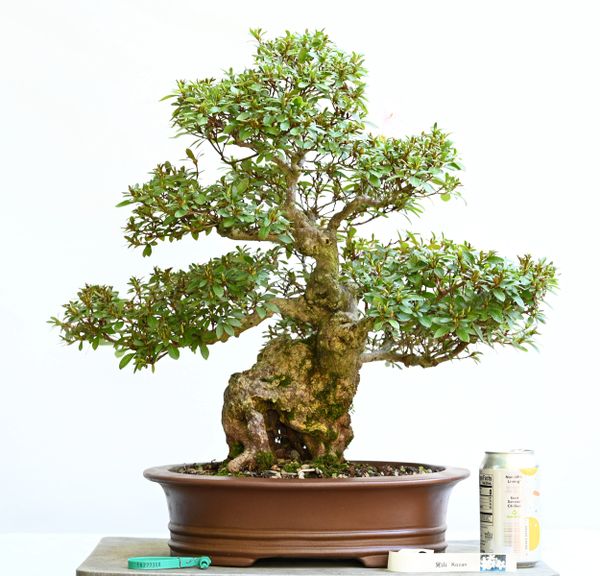 Satsuki Azalea Bonsai Var. Kozan Japanese Import 7350