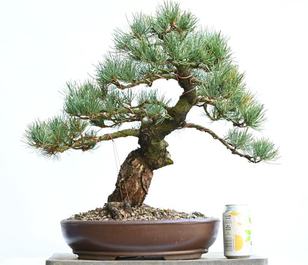 Imported Japanese White Pine Bonsai 7349