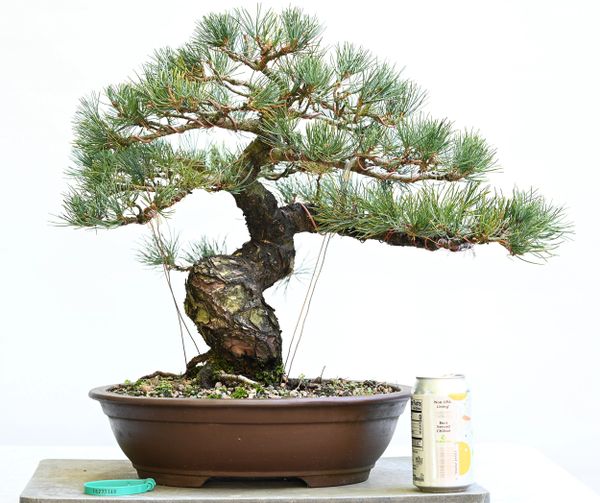 Imported Japanese White Pine Bonsai 7348