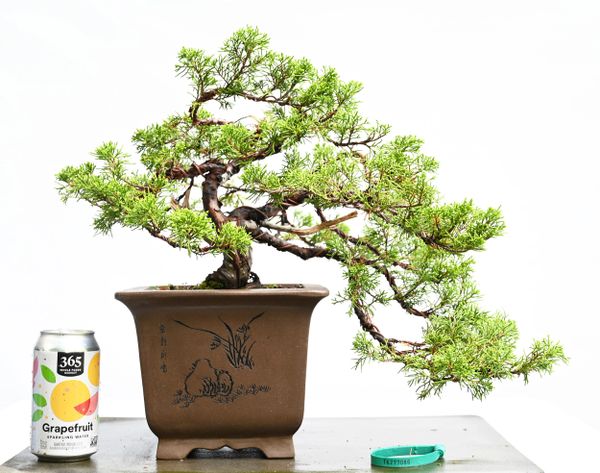 Itoigawa Shimpaku Juniper Bonsai 7086