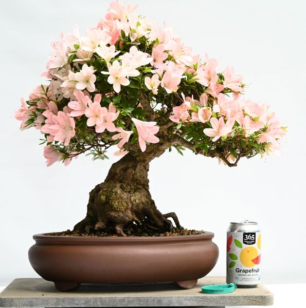 Satsuki Azalea Bonsai Var. Shinniko Japanese Import 7351