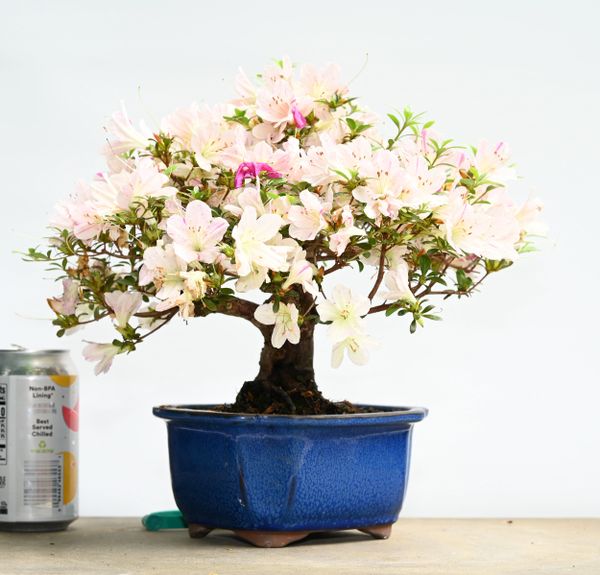 Satsuki Azalea Bonsai Japanese Import Var Wakaranai 7354