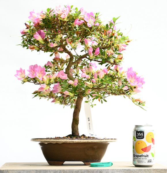 Satsuki Azalea Bonsai Japanese Import Var Murasaki 7358