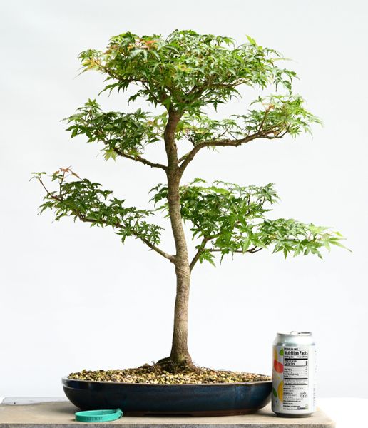 Japanese Maple Dwarf Select Bonsai 7082