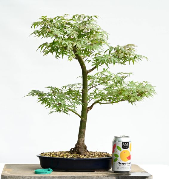 Japanese Maple Dwarf Select Bonsai 0308