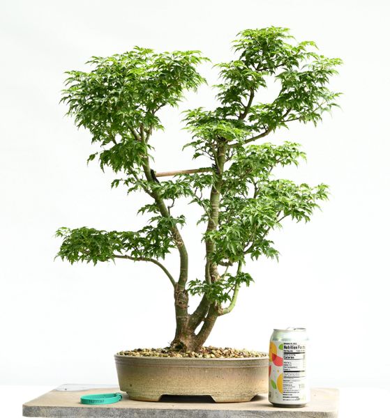 Japanese Maple Bonsai Shishigashira 7361