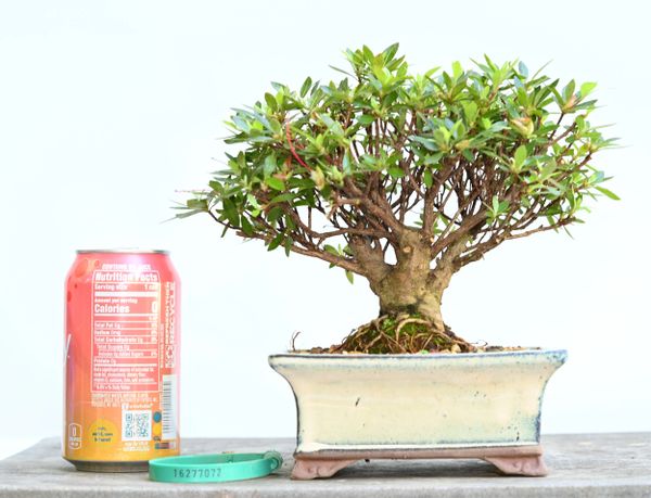 Satsuki Azalea var. chinzan Bonsai 7072