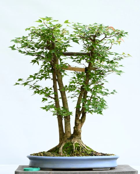 Trident Maple Bonsai 7097