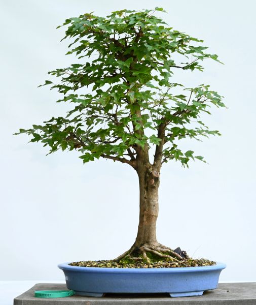 Trident Maple Bonsai 7322