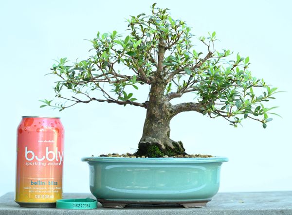 Satsuki Azalea Bonsai Japanese Import Var Wakaranai 7354