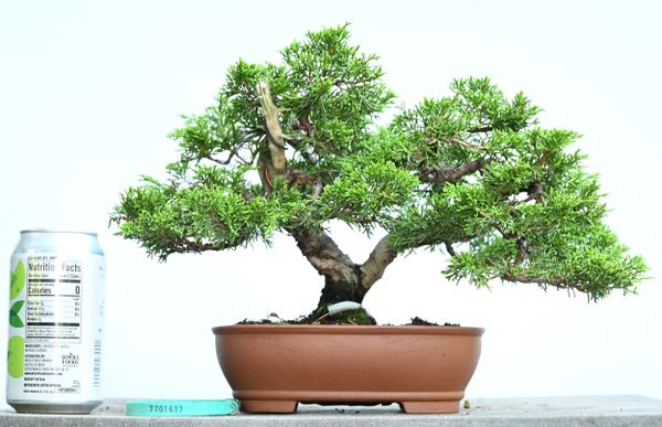 Itoigawa Shimpaku Juniper Bonsai 1617