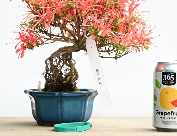 Satsuki Azalea Bonsai Japanese Import var Kinshi 7008