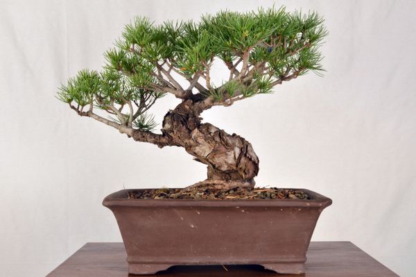 Japanese White Pine 12" Tall Bonsai
