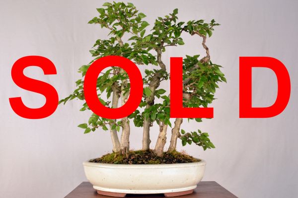 Korean Hornbeam 20" Tall 5 Tree Forest