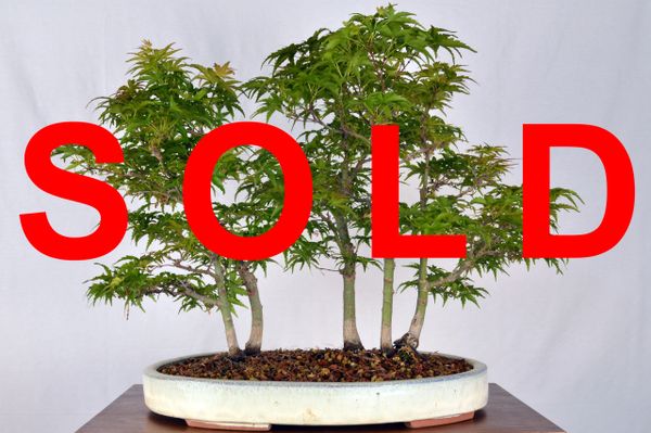 Japanese Maple Grove Bonsai