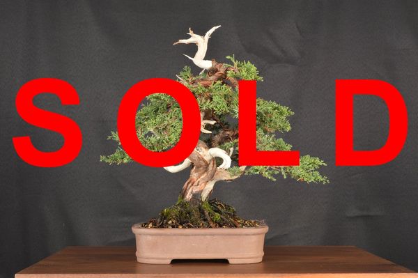 Itoigawa Juniper 10" Tall Bonsai