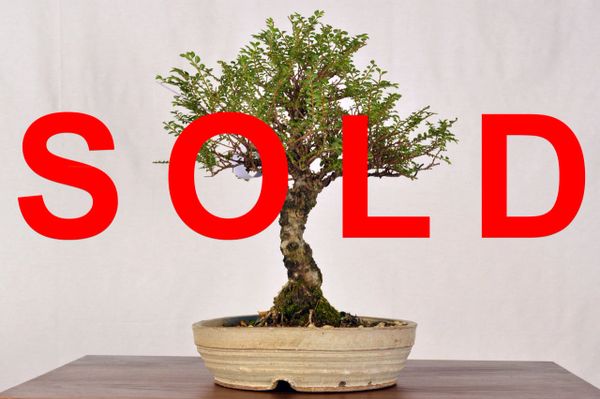 Seiju Elm 11" Tall Bonsai