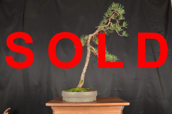 Scots Pine 24" Bonsai