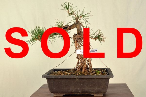 Japanese Black Pine Exposed Root 14" Tall Bonsai