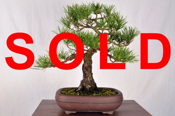 Japanese Black Pine 16" Tall Bonsai