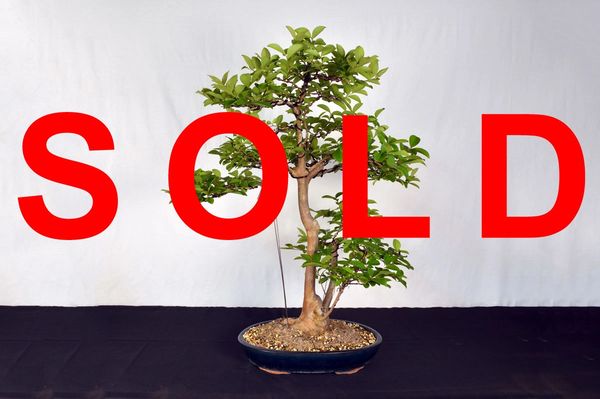 Crepe Myrtle 31" Tall Bonsai