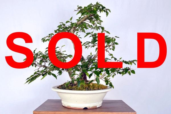 Korean Hornbeam 18' Tall Bonsai