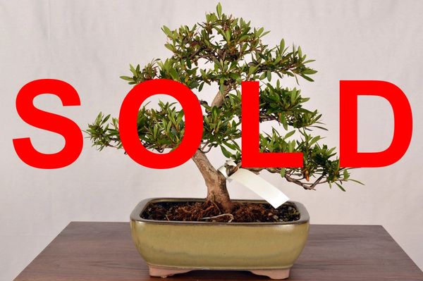 Satsuki Azalea 10" Tall Bonsai