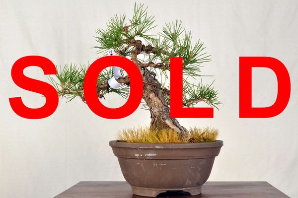 Japanese Black Pine 12" Tall Bonsai