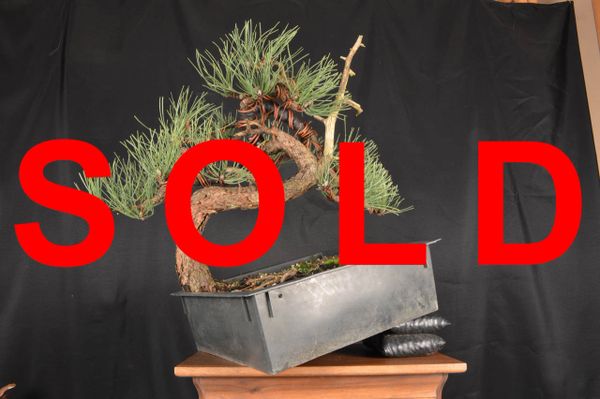 Ponderosa Pine 18" Bonsai