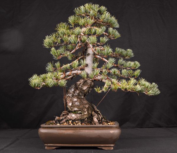 Japanese White Pine 18" Tall Bonsai